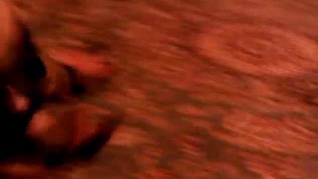 Ягдтерьер и кот смотреть онлайн