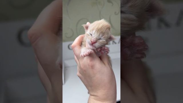 Р-2 Толстяк 🥰 Поли мальчик 6/6/6/6 ❤️ сыночек Магды и Бармалея смотреть онлайн