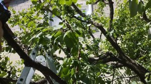 Августовская обрезка больших деревьев. В чем преимущество.