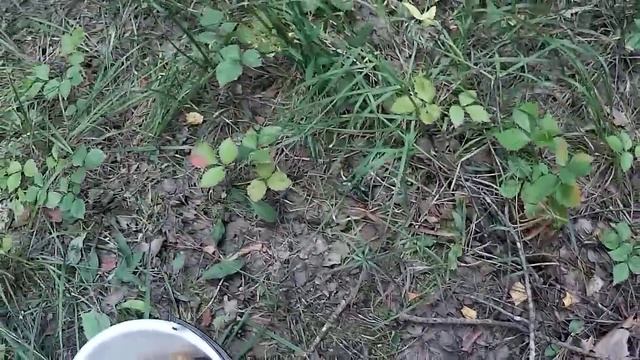 REC 0005 смотреть онлайн