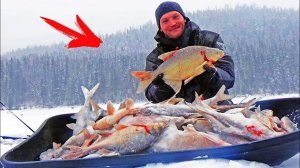 Они РВУТ ЛЕСКУ и РАЗГИБАЮТ КРЮЧКИ ! Зимняя рыбалка в на безмотылку (чёртик) Косим леща СИБИРИЯ