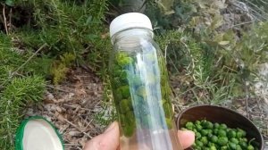 Как замариновать каперсы