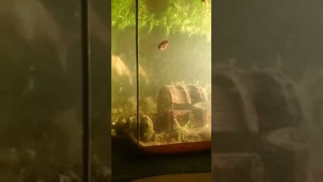 IМой кот ловит рыбу ? через аквариум ?l смотреть онлайн