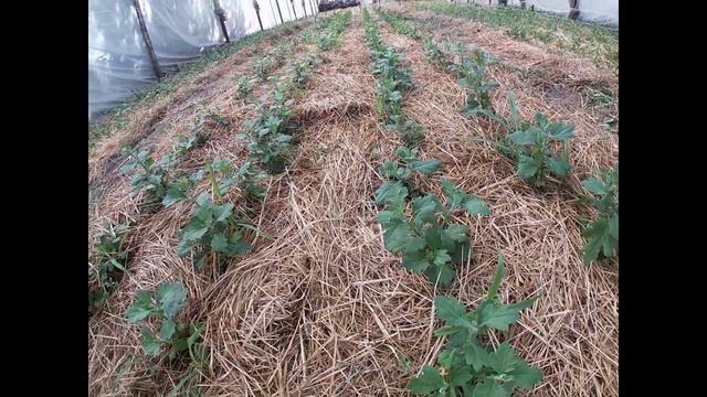 ХРИЗАНТЕМА.НЕДЕЛЯ ПОСЛЕ НАЧАЛА ЗАТЕНЕНИЯ. смотреть онлайн