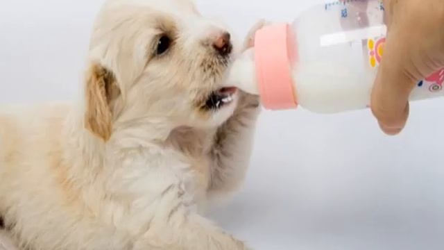 Чем кормить щенка в 1, 2, 3, 4, 5, 6 месяцев смотреть онлайн