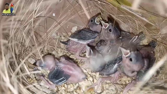 How to produce Silver Java by Grey java | Java bird maximum profit | Java sparrow mutations | Bird смотреть онлайн