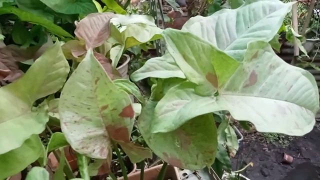 Syngonium Milk Confetti