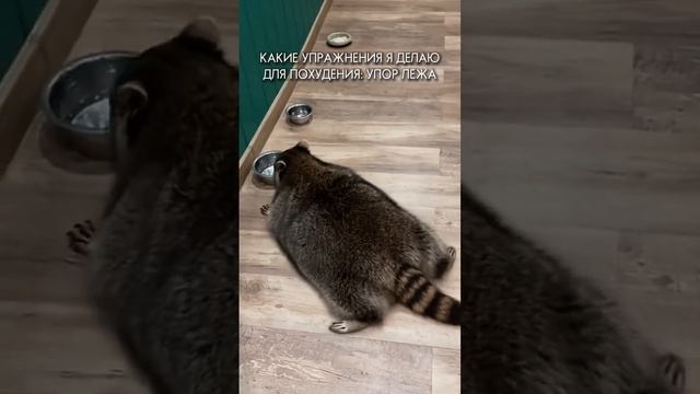 ТОЛСТЫЙ ЕНОТ #shorts #животные смотреть онлайн