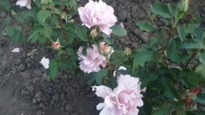 Японская роза  Кутюре роз Тилия Couture Rose Tilia