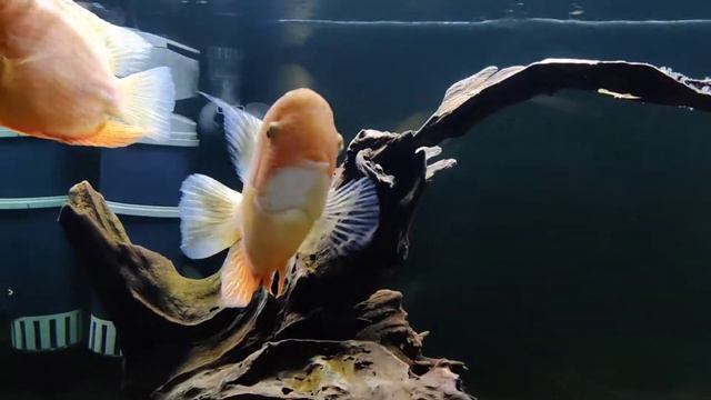 Коряжки и северумы😊 смотреть онлайн