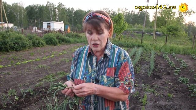 Желтеет перо у лука: две причины. Берегитесь!!! Скрытнохоботник. смотреть онлайн