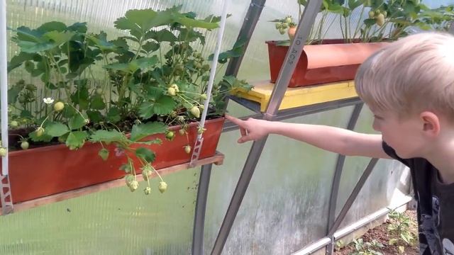 Уход и выращивание клубники в теплице смотреть онлайн