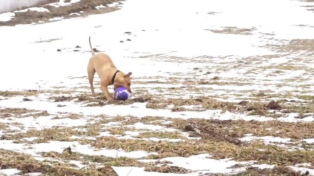 БУШ и Beeztees Игрушка для собак «Забавное яйцо» смотреть онлайн