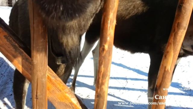 Кормим лосей белым хлебом смотреть онлайн