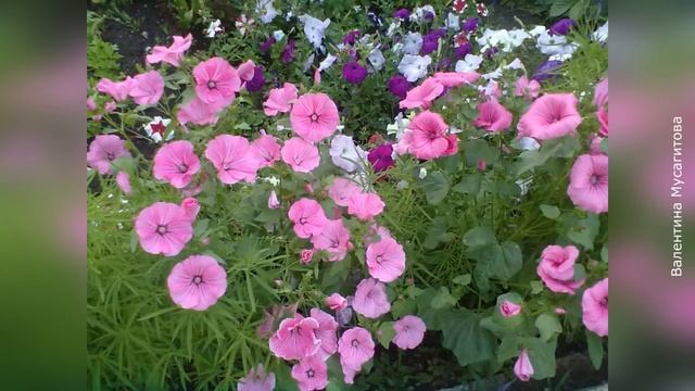 ❀ Лучшие цветы-самосейки для сада смотреть онлайн