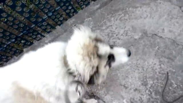 Кавказская овчарка. Что такое попутная дрессировка? смотреть онлайн