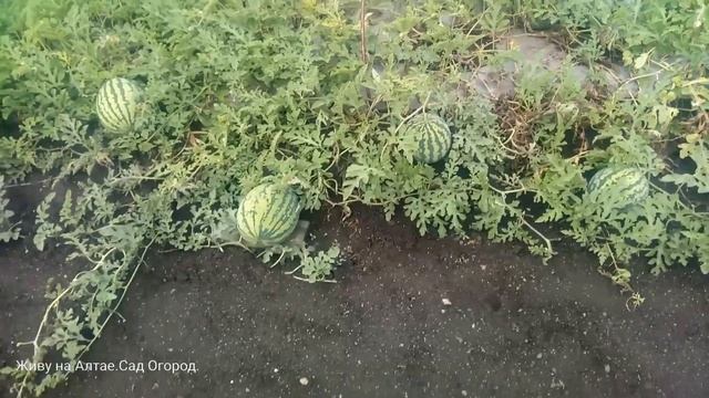 № 20. Второй урожай арбузов на плёнке! Обзор моих арбузов в середине августа. смотреть онлайн