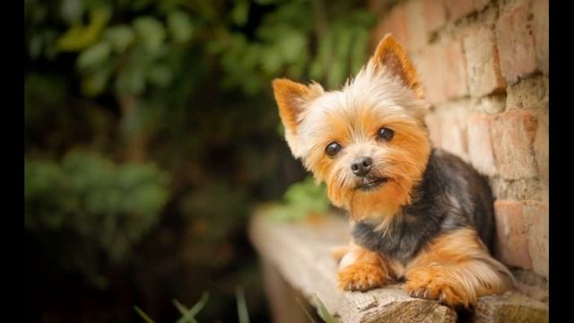 Маленькая собачка смотреть онлайн