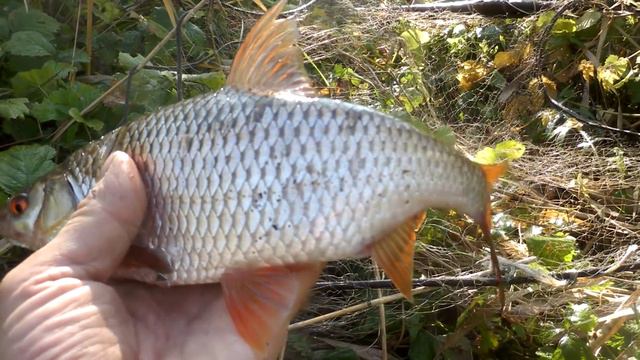 Примитивная рыбалка на микроречке экраном смотреть онлайн
