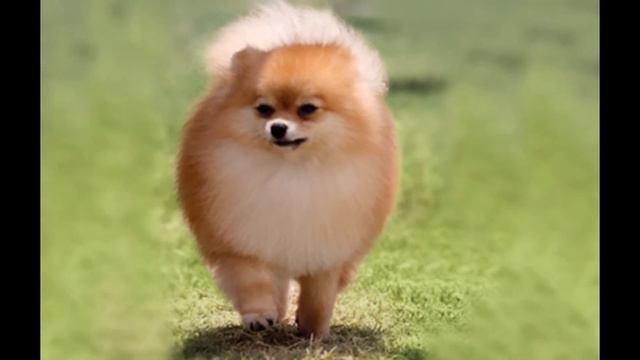 Померанские шпицы. Безумно красивые http://www.dogs4you-lux.com смотреть онлайн