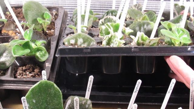 МЕЛКИЕ ЛИСТЬЯ ФИАЛКИ НА УКОРЕНЕНИИ. ЕСТЬ ТОЛК ИЛИ НЕТ? смотреть онлайн