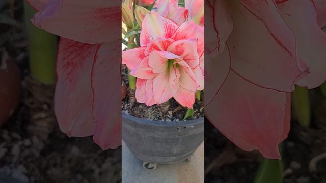 Amaryllis "Double Dream and Nymph" blooming in spring # Norcal 2023 смотреть онлайн