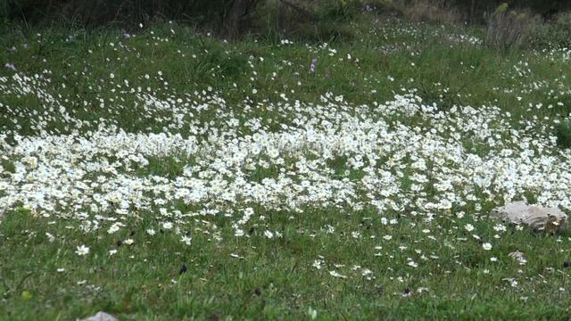 Vivaldi - The Four Seasons - Spring - Flowers From Ymittos Mountain, Relaxation Music, HD-1080