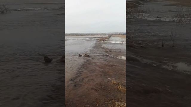 Паводок с. Солоновка Павловский район смотреть онлайн