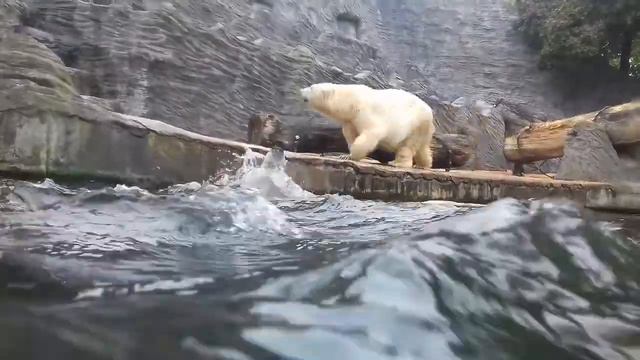 Семья белых медведей из Пражского зоопарка смотреть онлайн