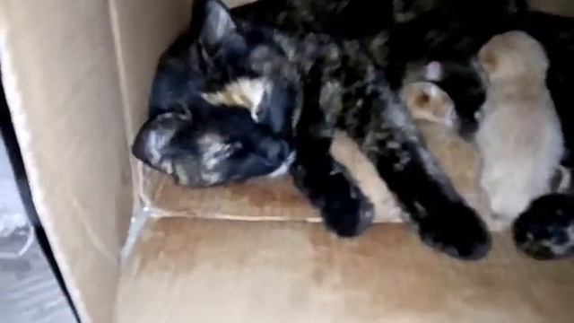 Слабонервным не смотреть! Кошка привела троих рыжих котят. 26.07.19. Чернигов. смотреть онлайн