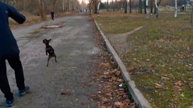 мини "Цвергпинчер" палка-выручалка смотреть онлайн