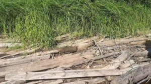 КАРАКАТ БОЛОТОХОД ЗИС-5. ПОЕЗДКА НА РЕКУ ЗА ТОПЛЯКОМ.