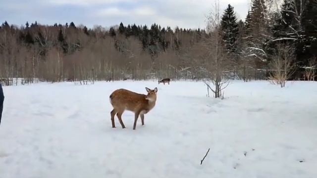 Отзывы посетительницы Подмосковного Сафари-парка Евгении @e_v_a_77 смотреть онлайн