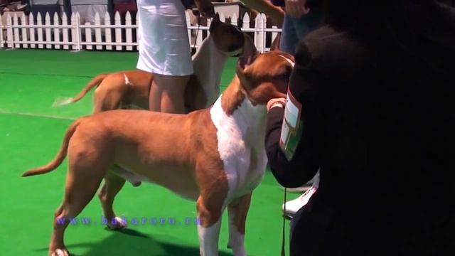 выбор лучшей собаки "День Амстаффа 2012" эксперт Paco Zanoia смотреть онлайн
