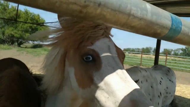 Лев, ламы, пони, лошадь с голубым глазом и другие животные. смотреть онлайн