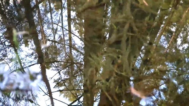 ЛЕСНЫЕ ЗАБАВЫ С ДЯТЛОМ И ШИШКАМИ смотреть онлайн