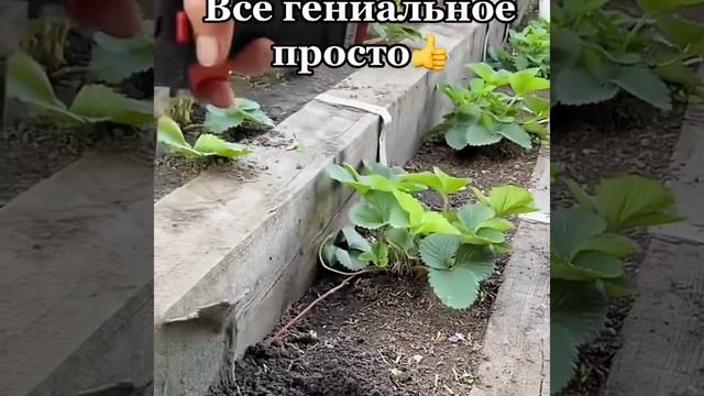 Лайфхак Как сделать лунку для посадки в огороде смотреть онлайн