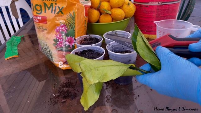 Черенкование Лимона | Собираем Лимоны | Садоводческие Работы | Размножение Лимона Черенками смотреть онлайн