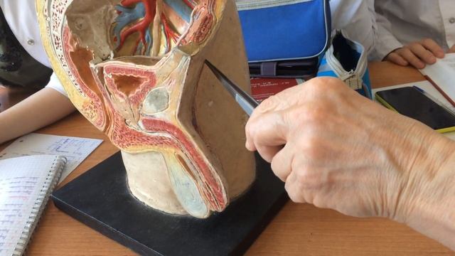 Половая система(1 часть) смотреть онлайн