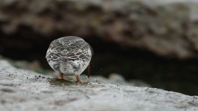 Морской песочник / Purple sandpiper смотреть онлайн