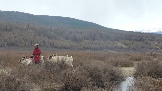 Tsaatan Reindeer Herders - East Taiga, Northern Mongolia смотреть онлайн