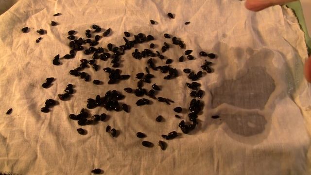 Как вырастить грушу из семян. Часть 1. смотреть онлайн