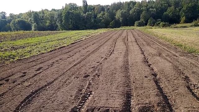 Посадка озимого чеснока / Эксперимент начало / Подготовка почвы смотреть онлайн