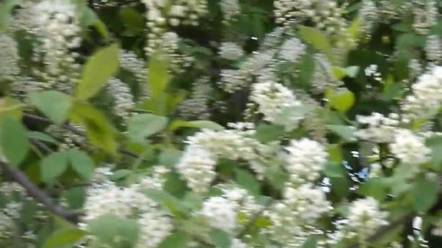 ОСТАНОВИСЬ МГНОВЕНЬЕ! ЦВЕТЕТ ЧЕРЕМУХА! смотреть онлайн