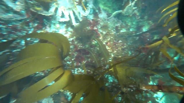 крабы и морские ежи в Баренцевом море смотреть онлайн