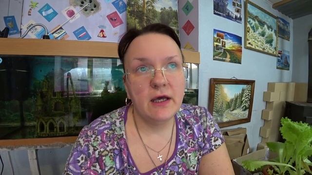 Ягода годжи. Пробуем вырастить. смотреть онлайн