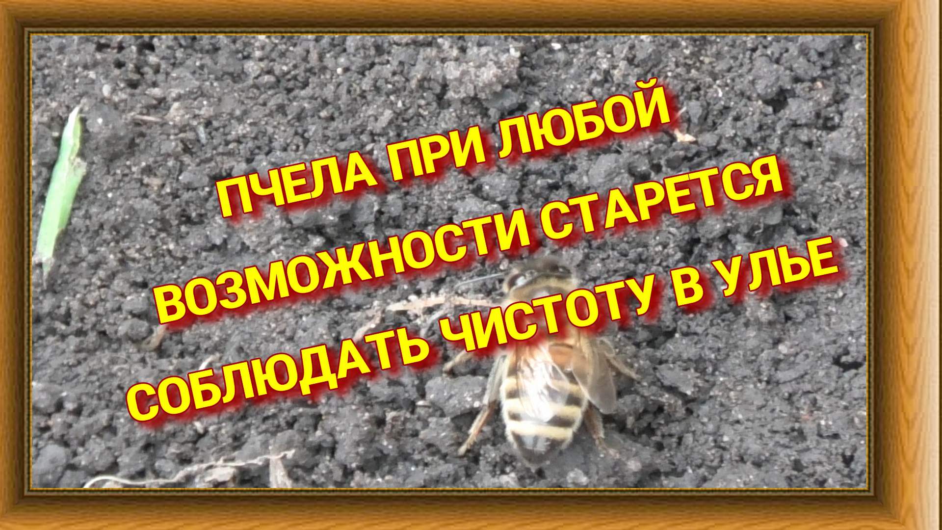 В ОМШАНИКЕ НЕТ НЕОБХОДИМОСТИ. смотреть онлайн