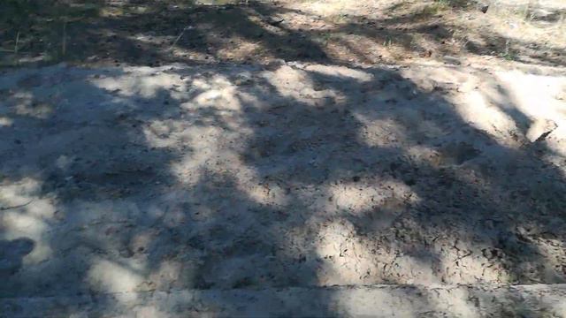 Сосновый бор. Казахстан. ВКО. Г. Щульбинск. смотреть онлайн