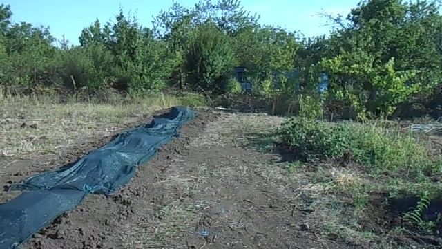 Посадили ежевику "Небеса могут подождать" _ 28.07.2020 смотреть онлайн