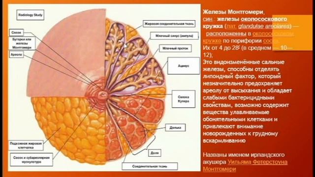 МОЛОЧНАЯ ЖЕЛЕЗА, ЕЕ СТРОЕНИЕ ФУНКЦИИ. КЛИНИЧЕСКИЕ АСПЕКТЫ смотреть онлайн